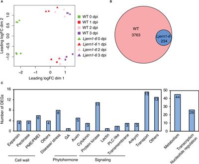 The effects of ERN1 on gene expression during early rhizobial infection in Lotus japonicus